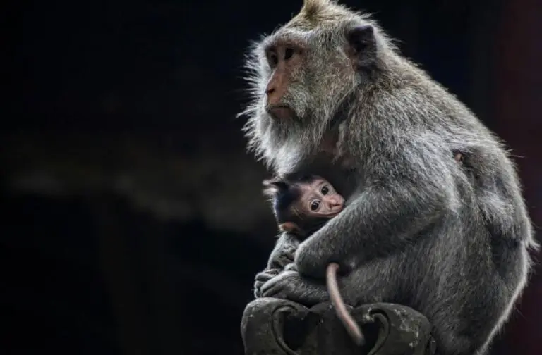 Monkey Forest, Ubud Palace, Swing, Rice Terrace, and Tirta Empul